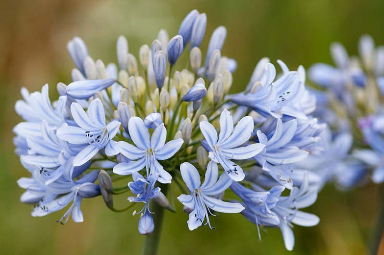 Agapanthus 'Luly', Lily of the Nile 'Luly', African Lily 'Luly', Blue flower, purple flower, Blue Agapanthus